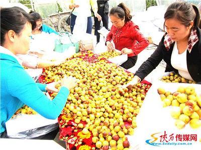 十年磨礪，沙地生金 從大荔冬棗到黃驊冬棗的產業名片之路