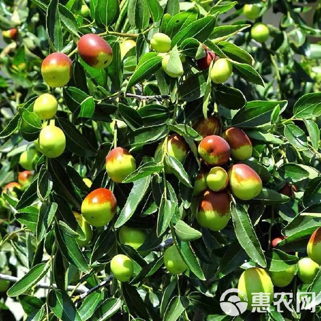 沾化冬棗苗與黃驊冬棗 北方冬棗兩大名品的獨(dú)特魅力